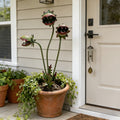 ✨✨Whimsical Metal Venus Flytrap Garden Stake – Handcrafted Outdoor Carnivorous Plant Decor – Unique Gardening Gift